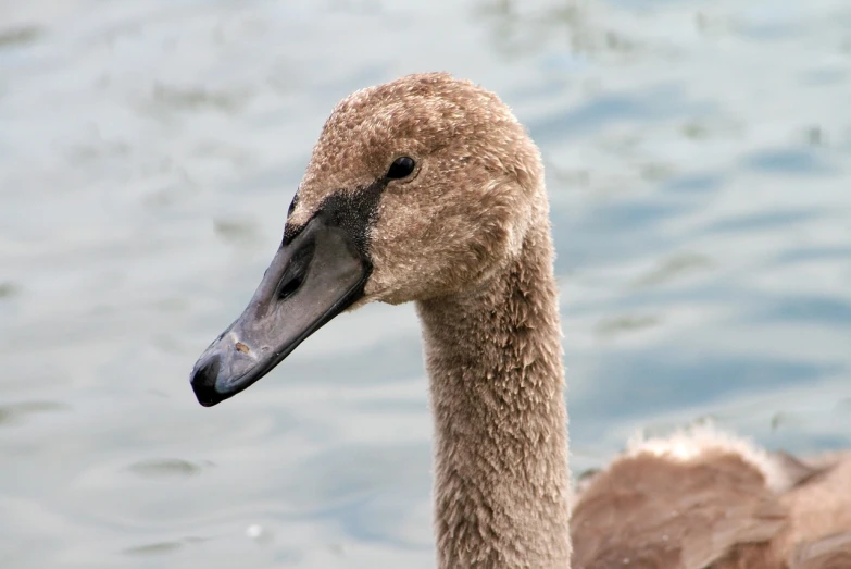 a close up of a duck near the water