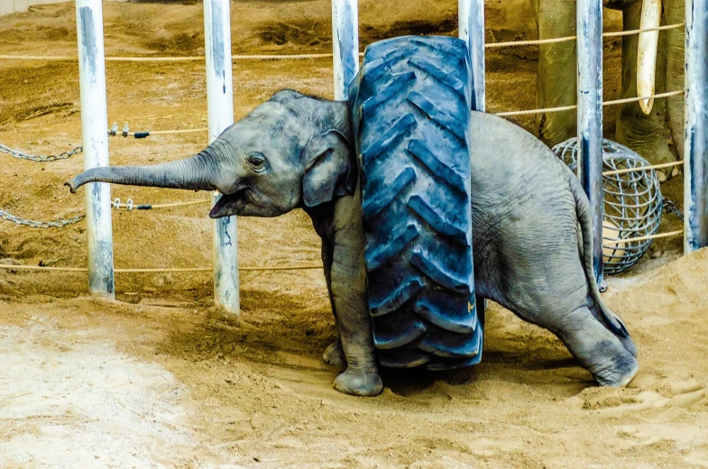 a baby elephant is standing in an enclosure