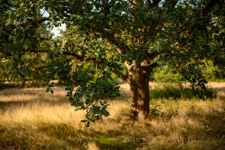 trees stand in the middle of a grassy meadow