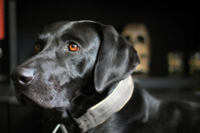 a black dog with orange eyes staring at soing