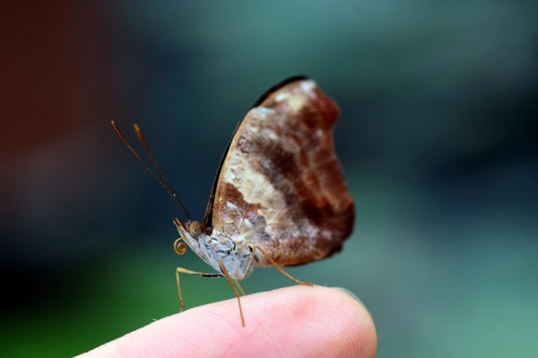 there is a large brown and white moth on someones finger