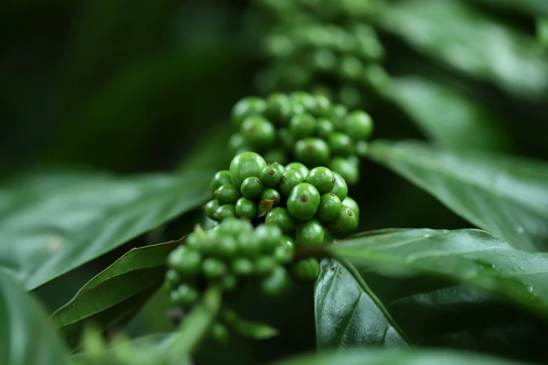 a bunch of green berries hanging from a tree