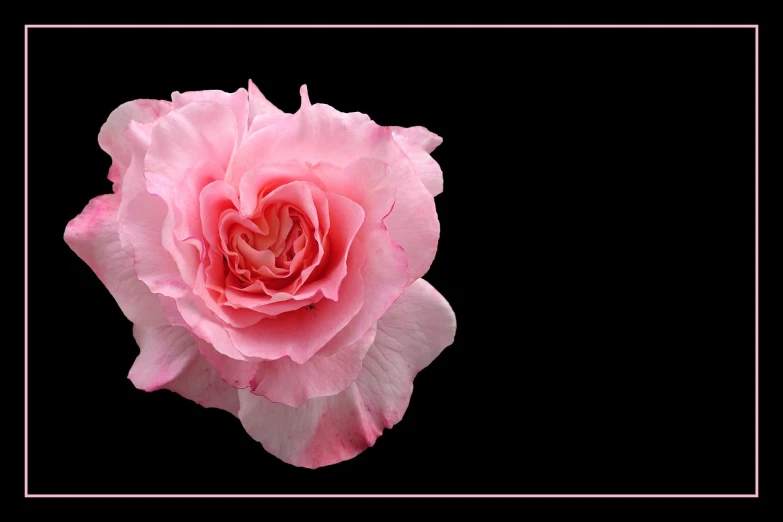 pink rose with white frame against a black background