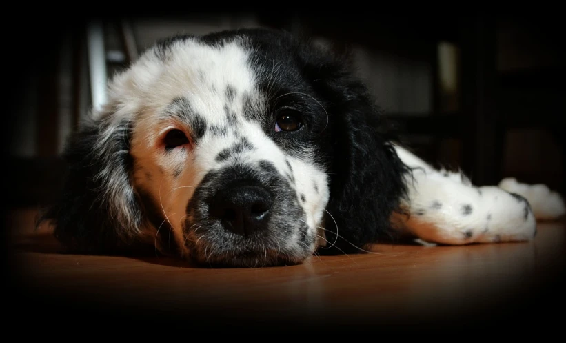 a black and white dog laying on the floor