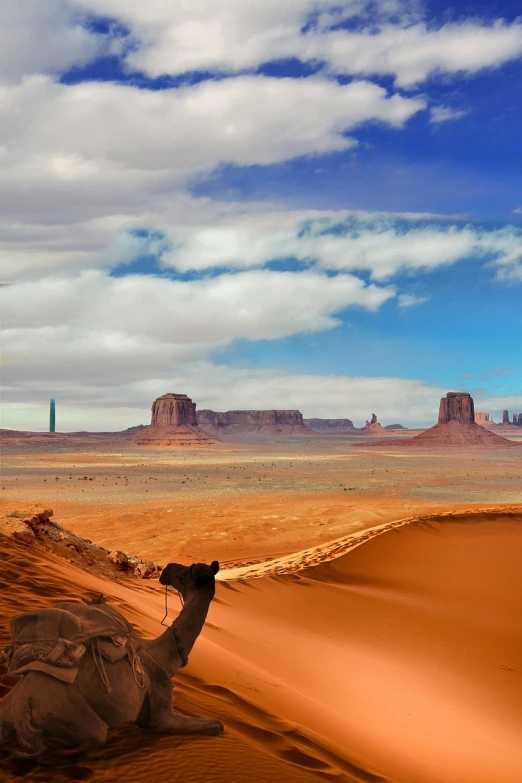 camel laying on its back with vast desert and blue sky