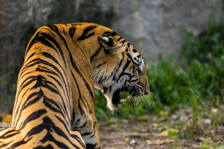 there is a large tiger that looks to be taking a bite of the grass