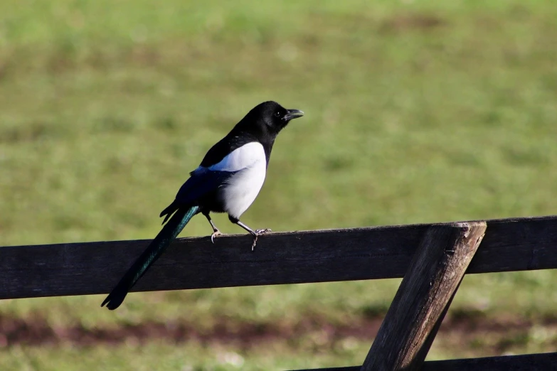 a bird standing on a wooden fence post