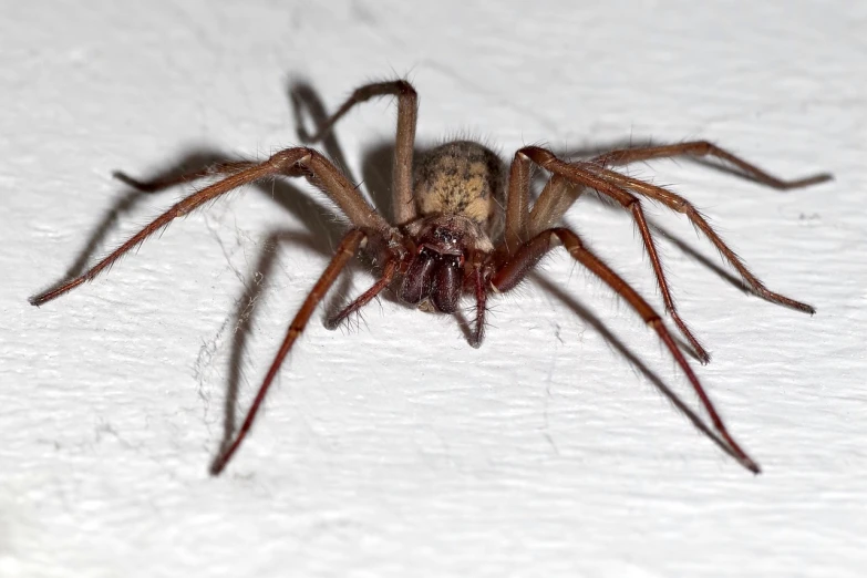 an adult funneled spider in front of a white wall