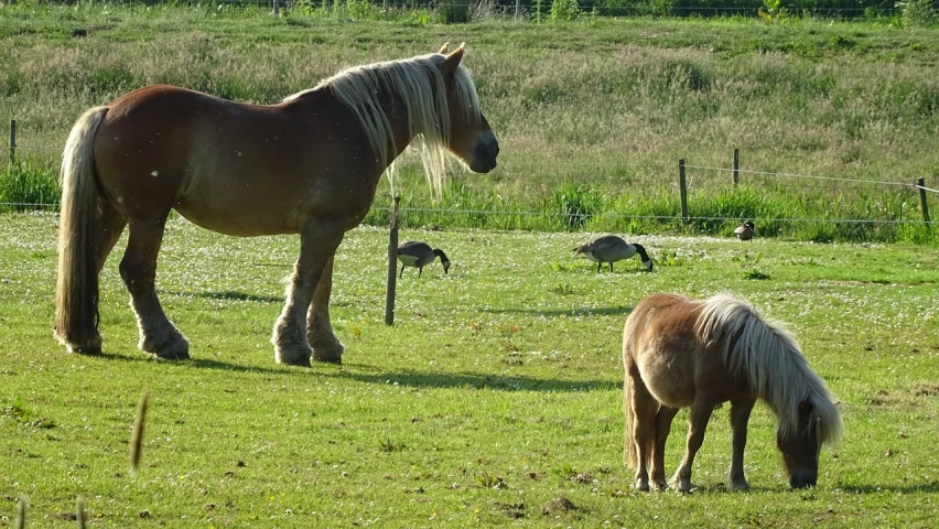 the horses are grazing on the grass outside