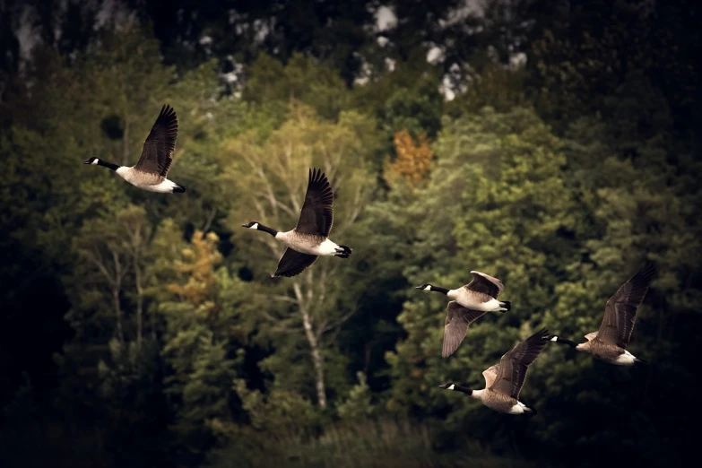 geese fly above a forest with tall trees