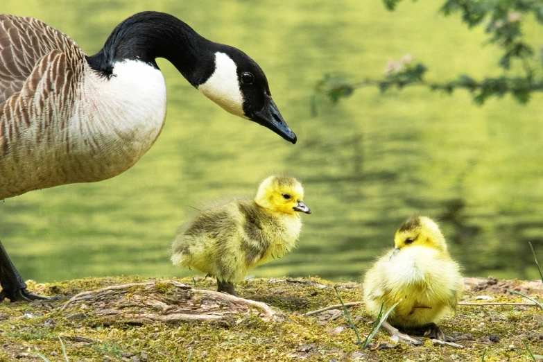 a black and white duck stands next to a duckling