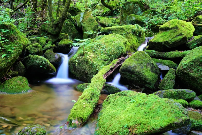 the moss covered rocks near the water are lush