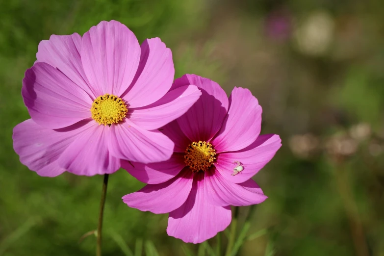 pink flowers with yellow center sitting in the grass