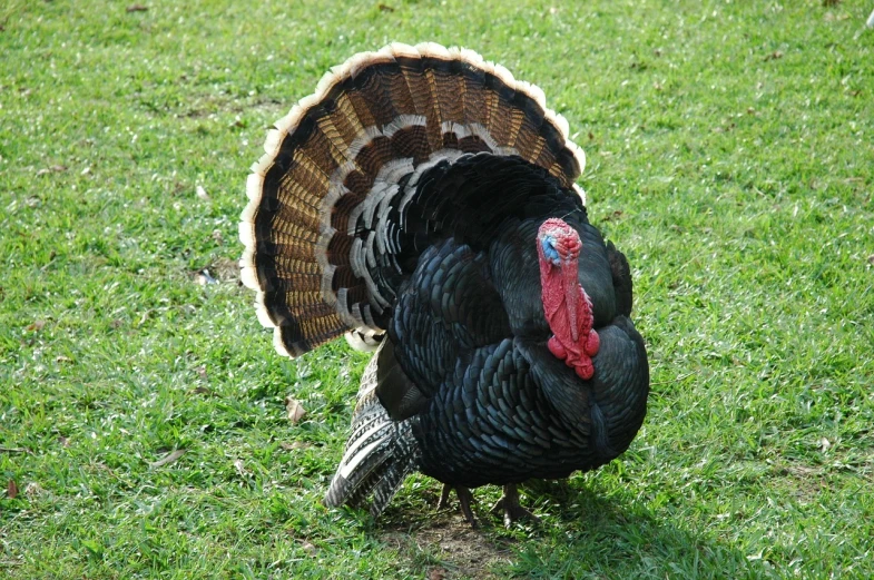 a black turkey walking through the grass