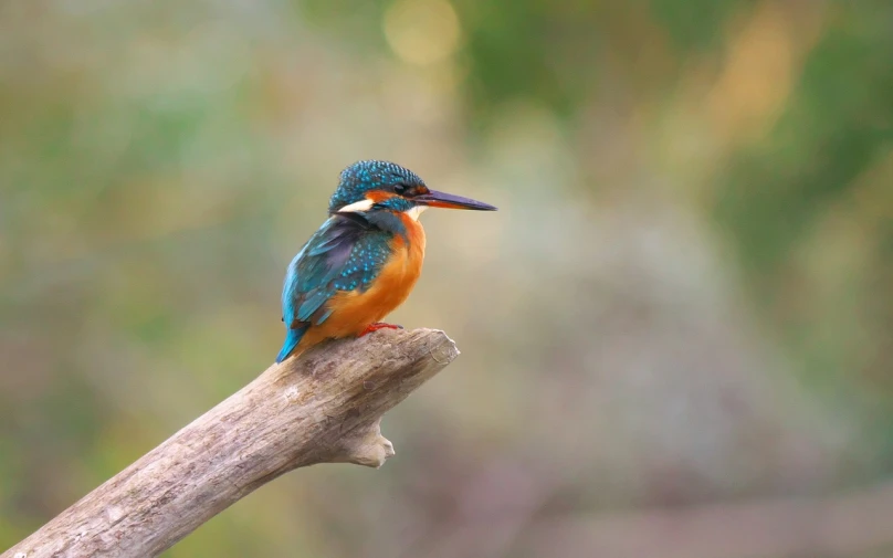 a small blue bird sitting on a nch