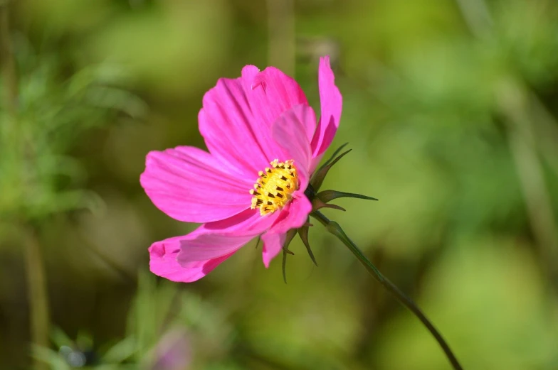 a pink flower with yellow stimpled center surrounded by green leaves