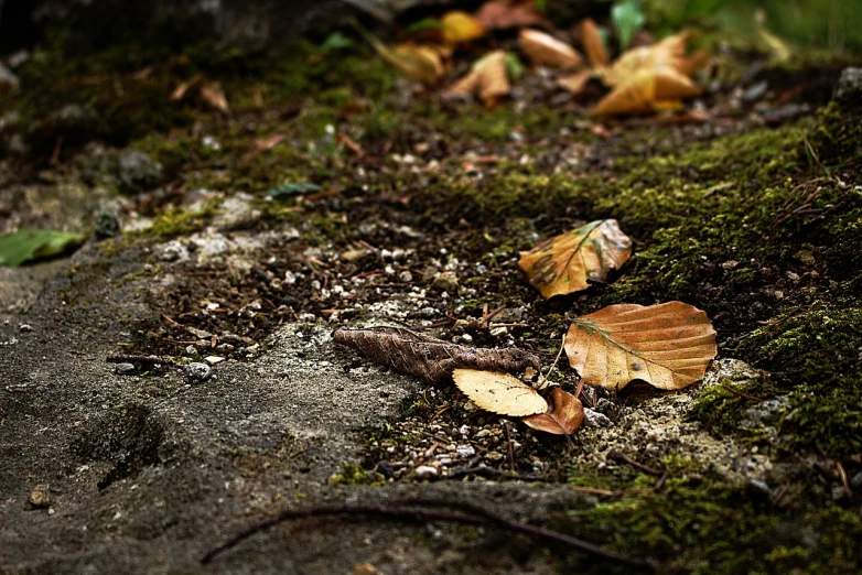 a small leaf is on the ground near some plants