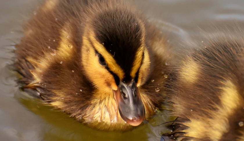 an image of a duck that is swimming