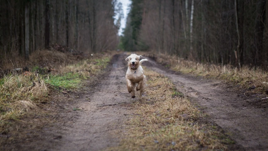 a dog is walking on the dirt road