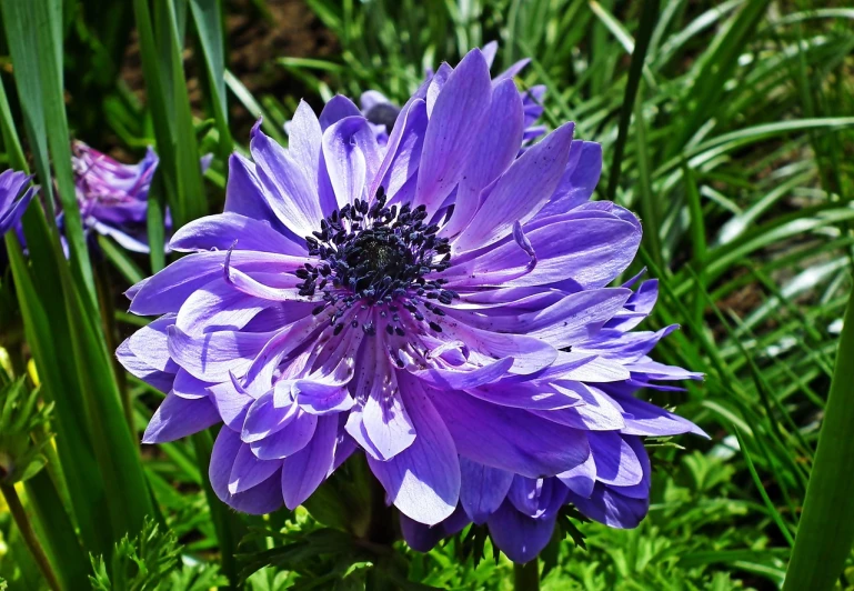 a close up of a purple flower and green leaves