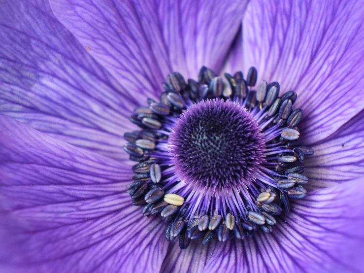 a closeup view of a purple flower with purple petals
