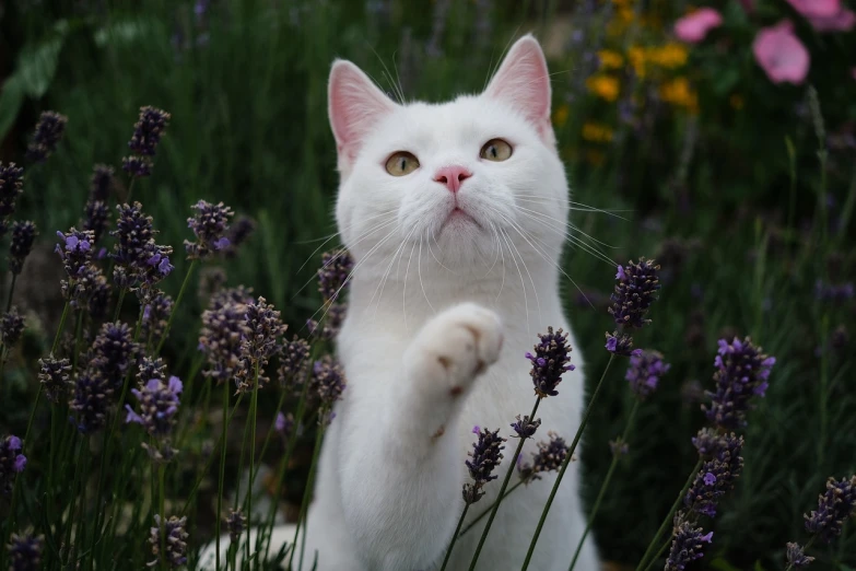 the white cat is standing in lavender field