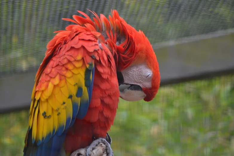 a bird sitting on the limb of another bird