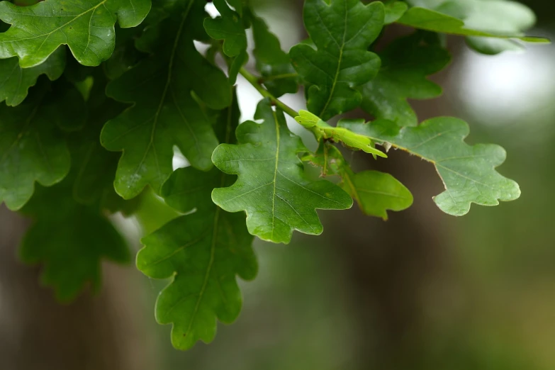 a green insect on a green leaf