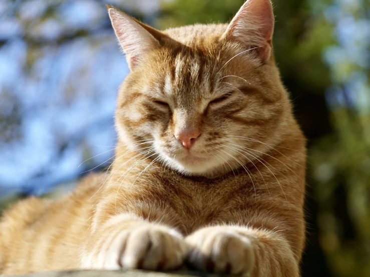a close - up of a cat resting its head on a ledge