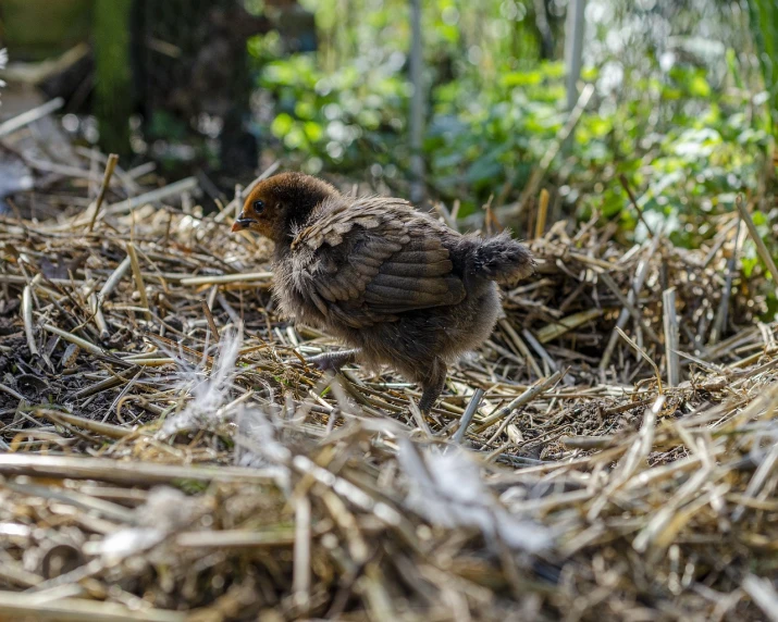 a small baby bird standing in straw