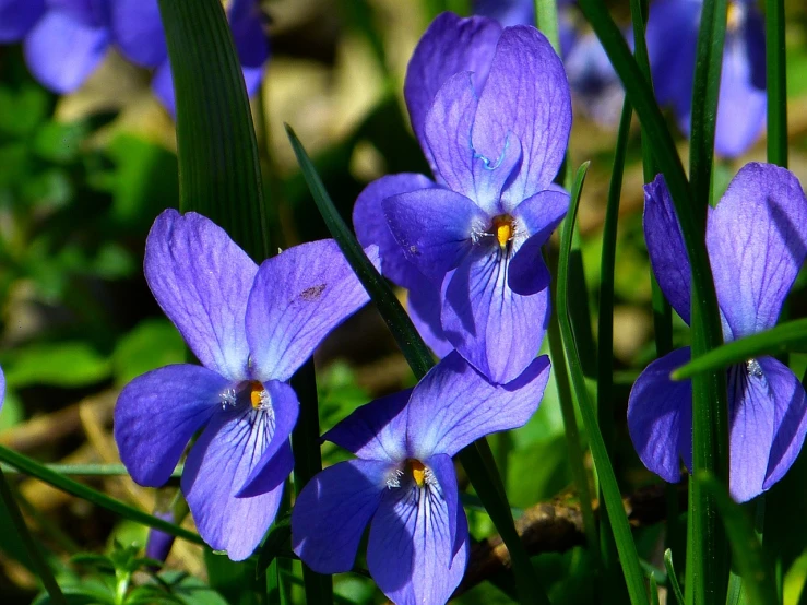 purple flowers blooming on the ground next to a green leafy area