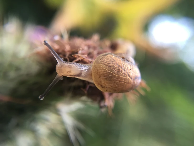 a snail is looking back while it's crawling on a tree