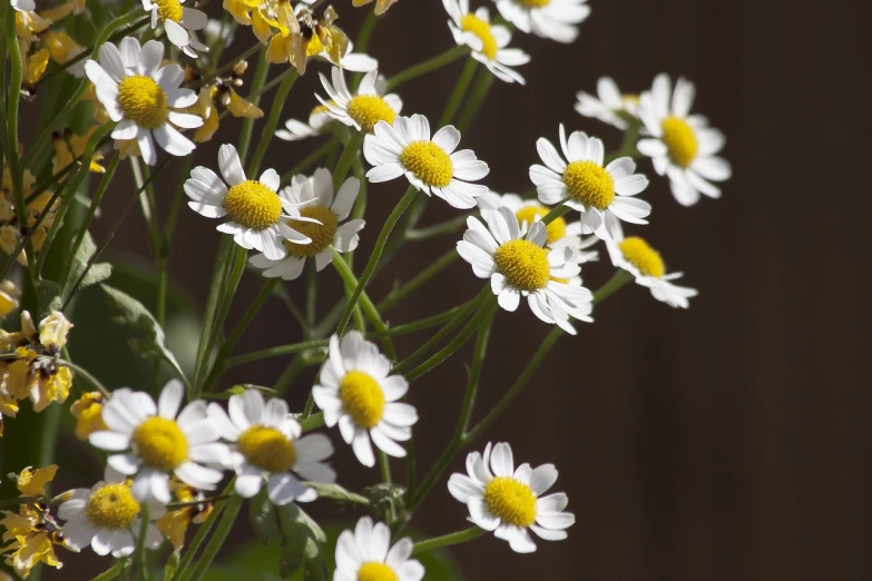 a vase with white daisies and yellow flowers in it