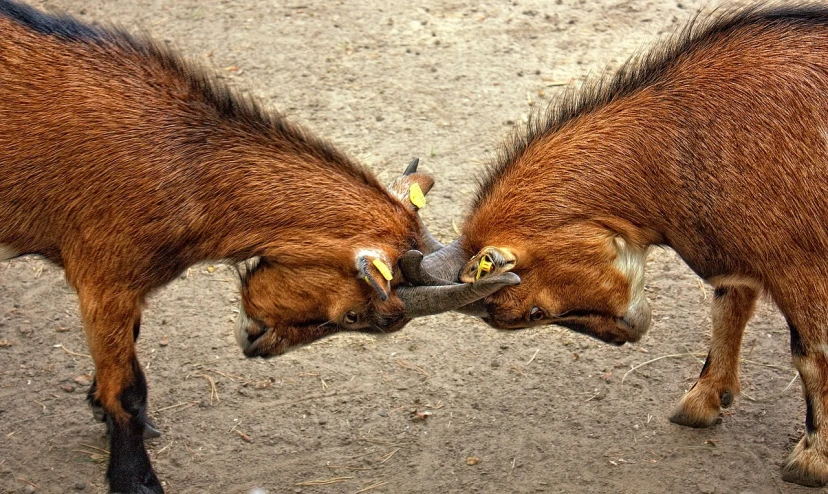 two baby goats playing with an object together