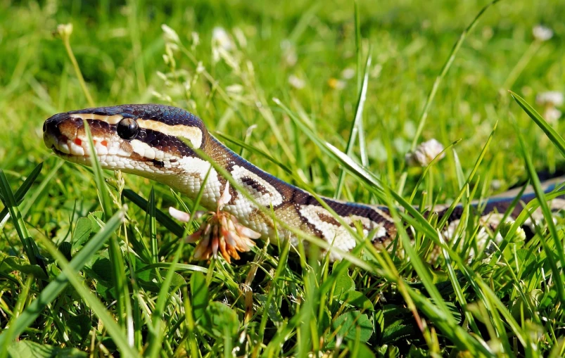 a snake in the grass, it looks like he is a baby