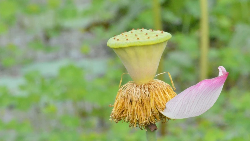 a plant with large pink and green flowers growing