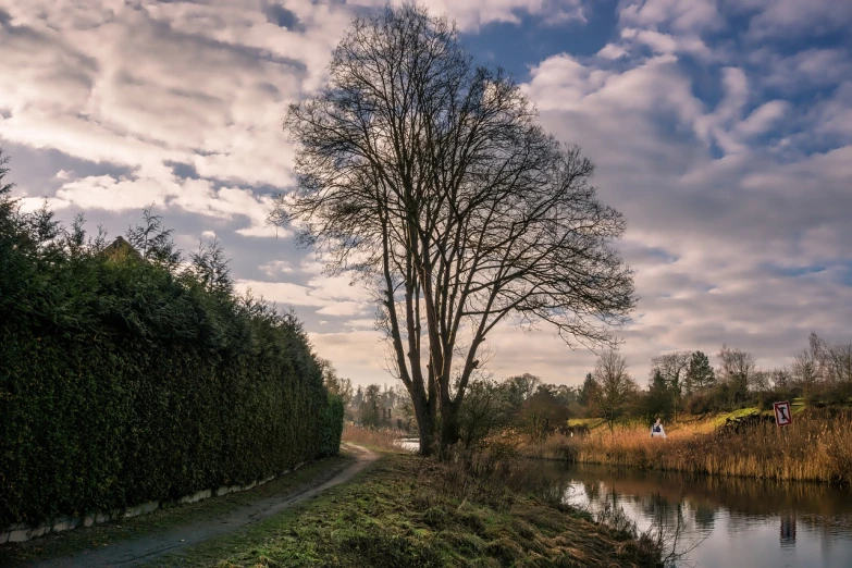 a tree sits beside the water with people walking on a path below