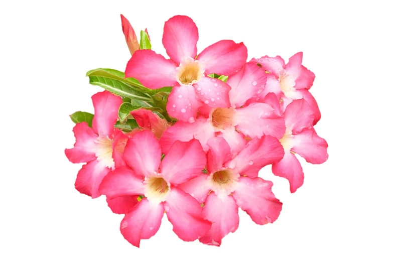 a bunch of pink flowers are blooming in the vase