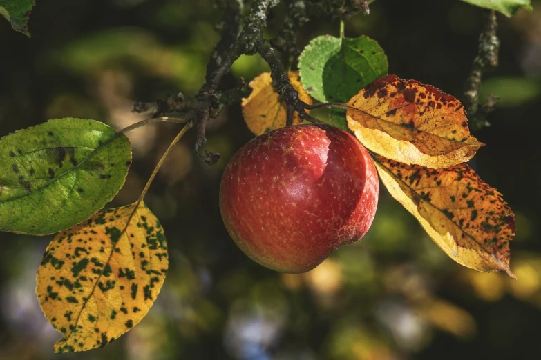 an apple that is still being picked from the tree