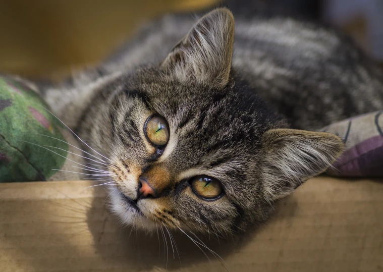 a grey and black cat laying on top of a cardboard box