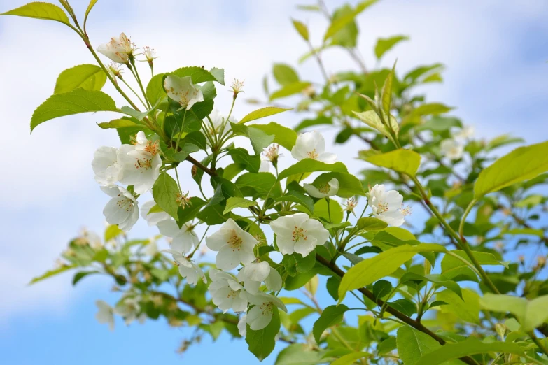 some white flowers with leaves and blue sky background