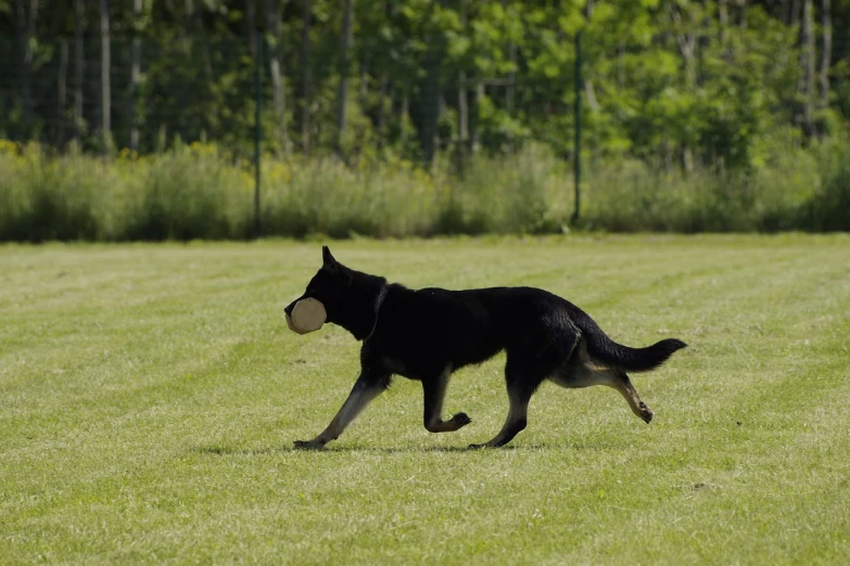 dog runs and carries frisbee in it's mouth in a park