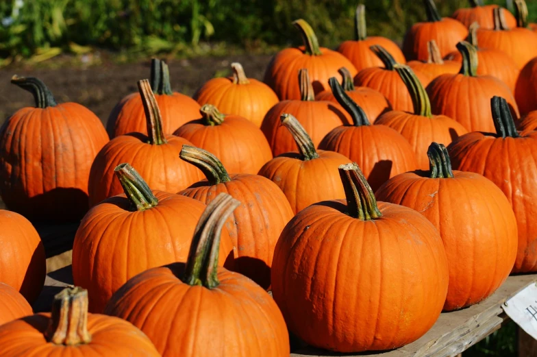 several pumpkins are laying on the table