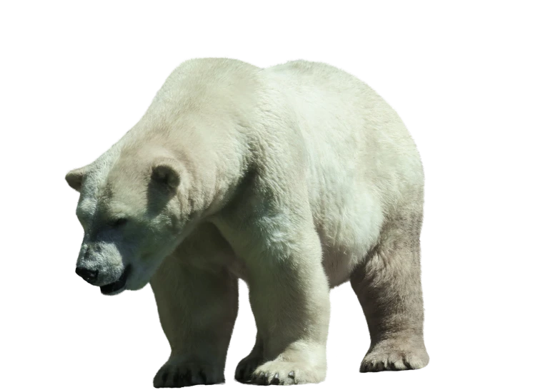 a big white polar bear walks against a black background