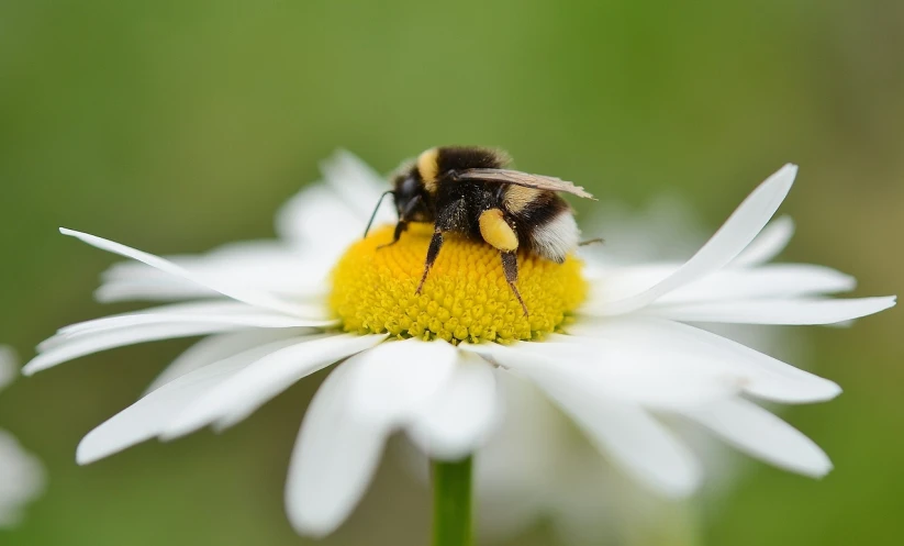 a yellow and black bee on a white daisy