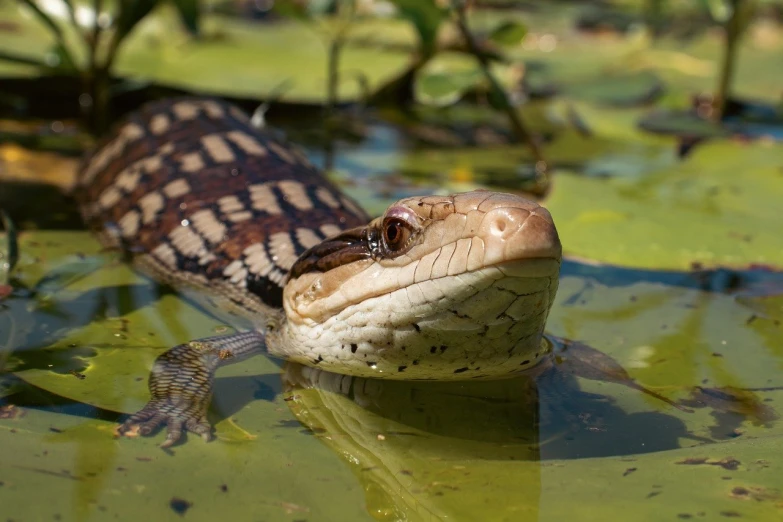 a large alligator in a pond with it's mouth open