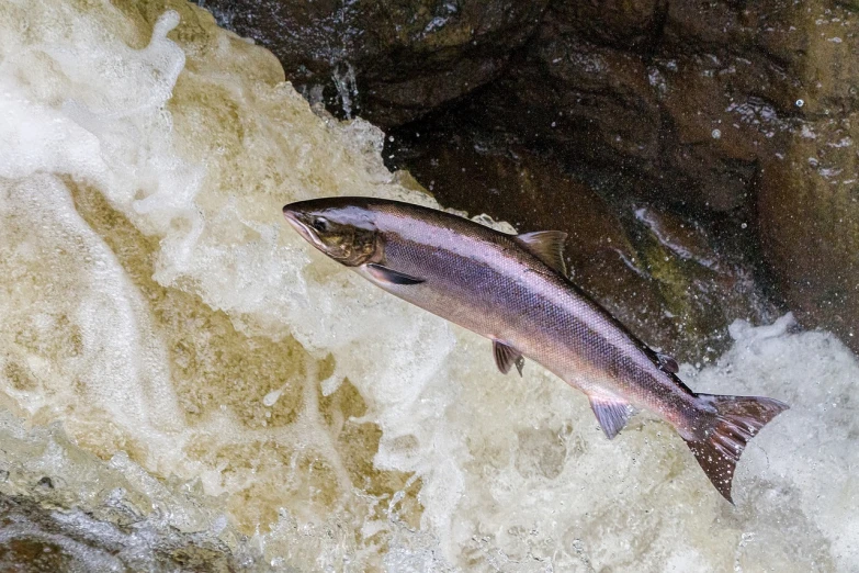 fish leaping over a rapid river near a waterfall