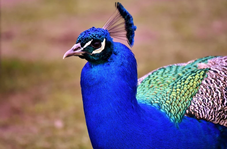 the colorful blue bird has many feathers