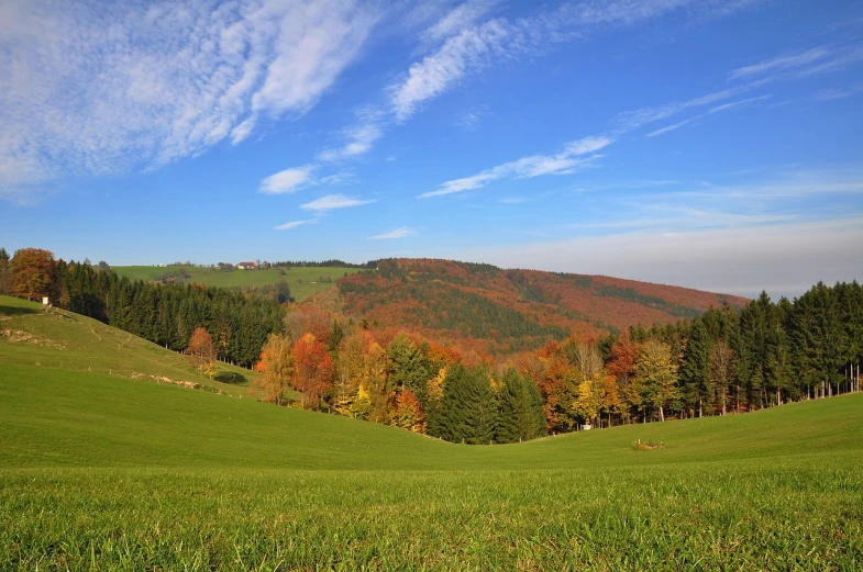 a view from a lush green hillside covered in trees