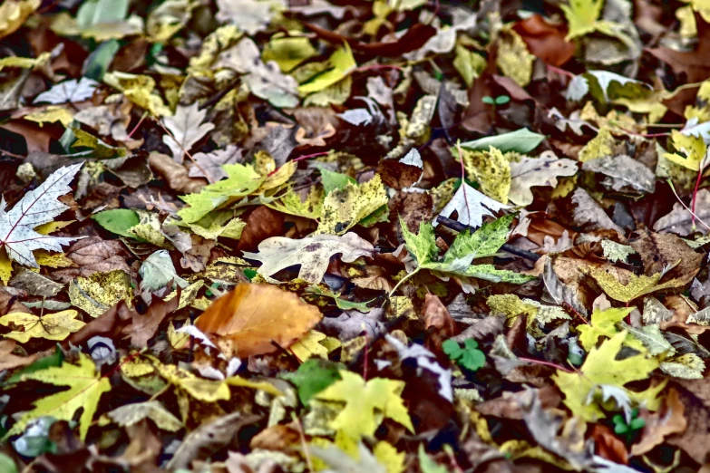 a pile of leaf and grass sitting next to each other